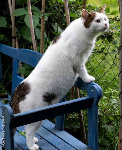 Juni 2021, Kater Joe auf der blauen Bank.