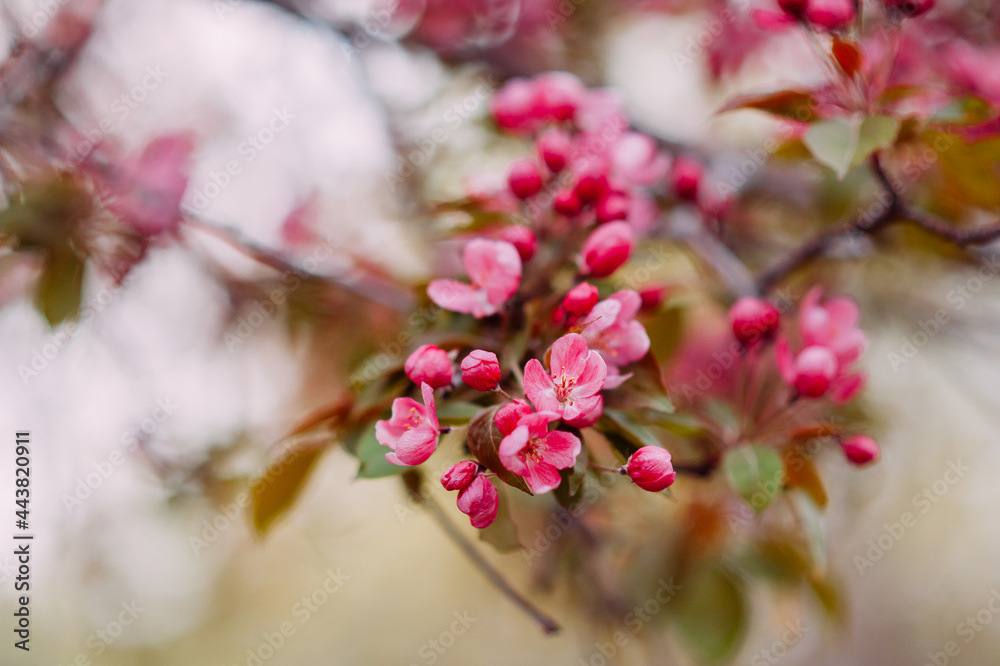 Branches of apple blossoming flowers. Spring flowering garden, fruit tree.