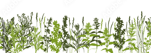 Natural herbs row - wild green grass - herbal seamless border - plant silhouettes on white