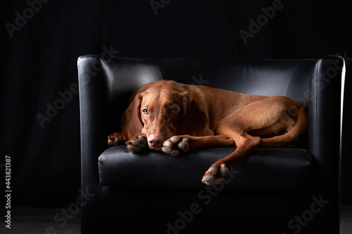 the dog is lies in leather armchair. Hungarian vizsla in the studio
