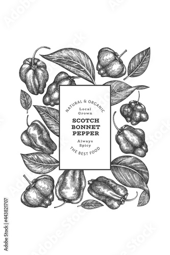 Hand drawn sketch style scotch bonnet pepper banner. Organic fresh vegetable vector illustration. Retro cayenne pepper design template