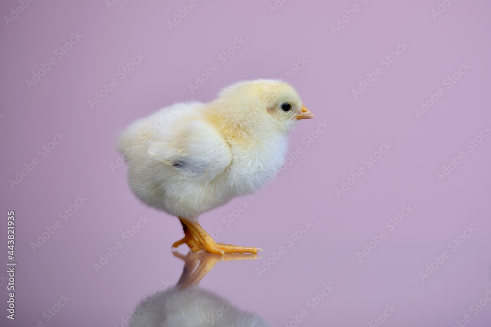 Isolated portrait of a small fluffy, just-born yellow chicken on a lilac background with a reflection on the table. The chick stands and looks with interest