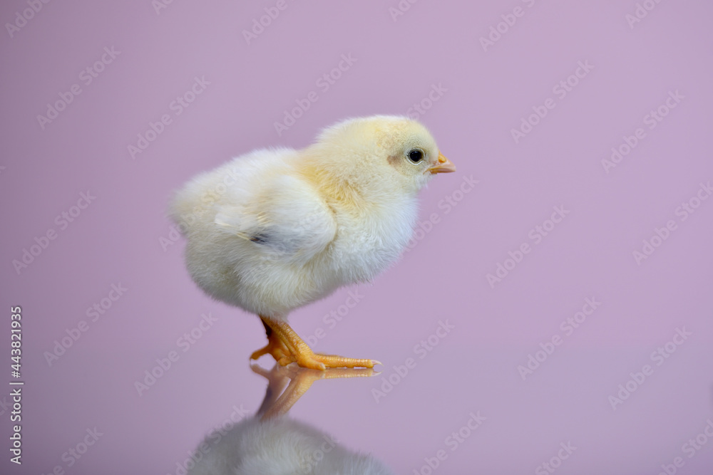 Isolated portrait of a small fluffy, just-born yellow chicken on a lilac background with a reflection on the table. The chick stands and looks with interest Isolated portrait of a small fluffy, just-born yellow chicken on a lilac background with a reflection on the table. The chick stands and looks with interest