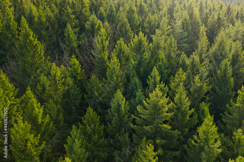 Aerial view of the top of pine trees. Green fur tree background  © vladim_ka
