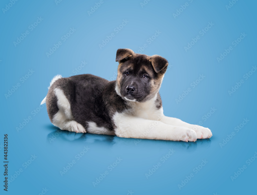 American Akita puppy posing on a blue background. A cute puppy is lying. Studio shot. Close-up portrait on white background. Animal baby theme.