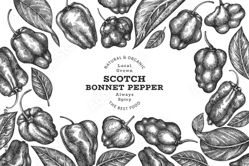 Hand drawn sketch style scotch bonnet pepper banner. Organic fresh vegetable vector illustration. Retro cayenne pepper design template