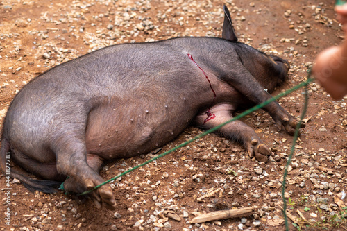 The poor big fat boar was shot and bled. Wild animals caught by hunters Ideas to End Wild Hunting and Conservation of Wildlife in Thailand