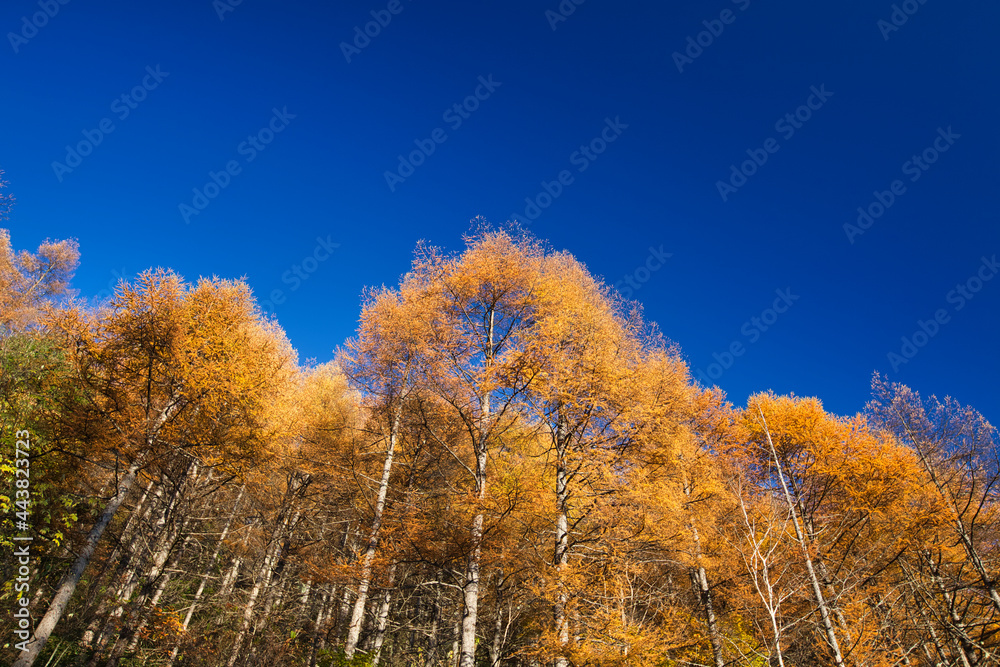 Fototapeta premium MT.Utsugi, late autumn 晩秋の空木岳登山