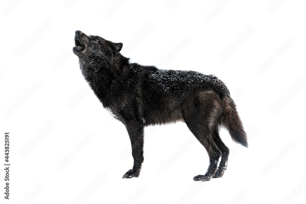 canadian howling wolf isolated on white background canadian howling wolf isolated on white background