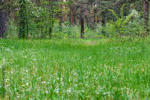 Fototapeta Naklejka Na Ścianę i Meble -  Green forest in the summer. Natural background