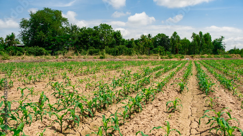 Corn plants between growing furrows