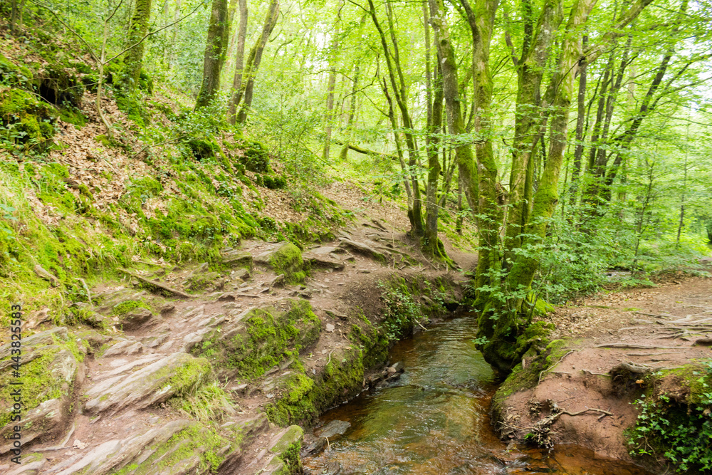Fototapeta premium Brocéliande