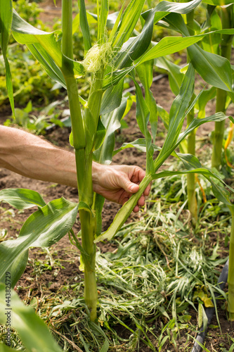 Srouting corn plant. Weed control on a corn field. Growing corn at home. photo