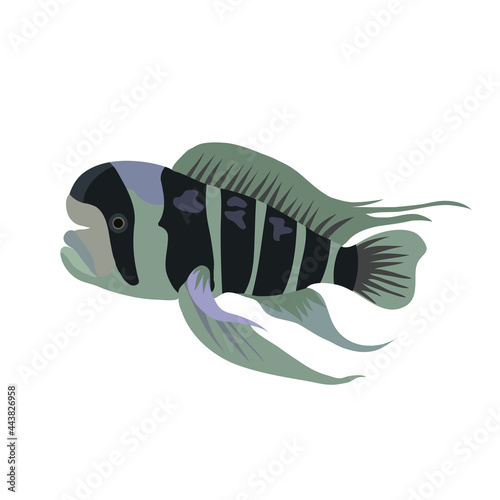 Cartoon illustrations of cichlid fish isolated on white background.