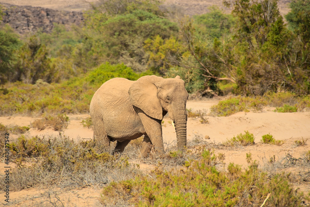 african elephant walking through the bush