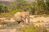 african elephant walking through the bush