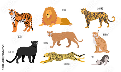 Set of different animals of the feline family. Lion, panther, guepard, leopard, puma, tiger, lynx, bobcat, cat. Vector flat illustration