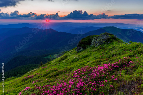 Magical summer dawn in the Carpathian mountains with blooming red rhododendron flowers. Picturesque summer sunset in the mountains with rhododendron flowers.Vibrant photo wallpaper.