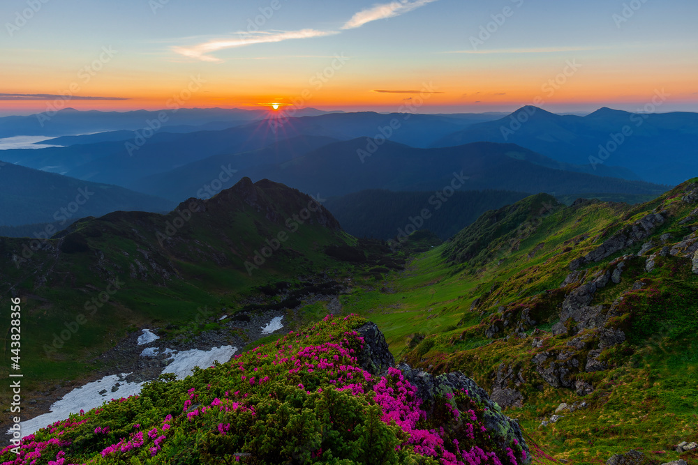 Obraz premium Magical summer dawn in the Carpathian mountains with blooming red rhododendron flowers. Picturesque summer sunset in the mountains with rhododendron flowers.Vibrant photo wallpaper.
