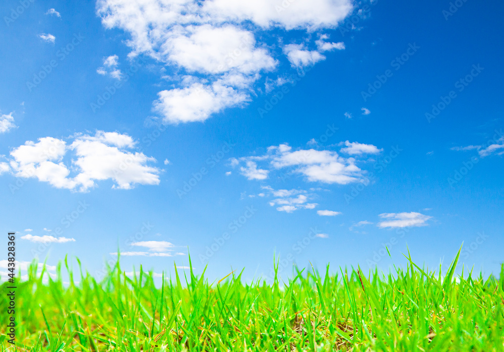 Obraz premium Blue sky and green grass wallpaper.