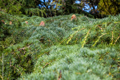 A solid carpet of young branches of a spruce tree, partially out of focus, creates a green pattern for presentation or for website. Copy space. Nature background, blurry pine tree branches. Close up