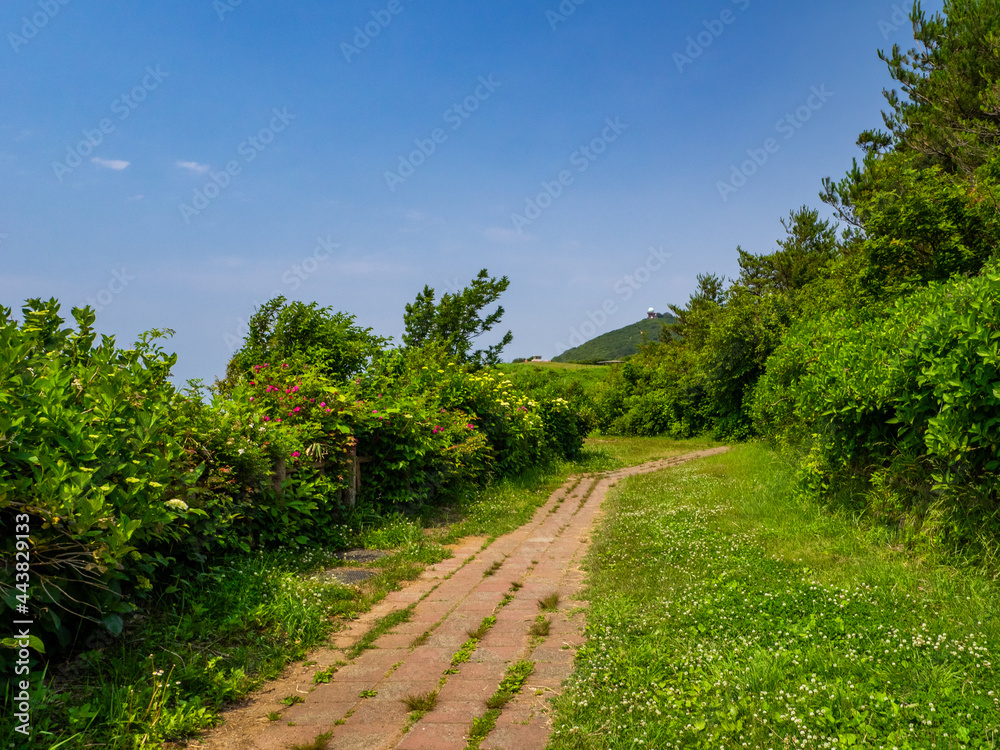 Well-maintained path in a mountain with fresh green (Mt.Yahiko, Yahiko, Niigata, Japan)