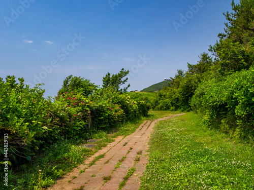 Well-maintained path in a mountain with fresh green  Mt.Yahiko  Yahiko  Niigata  Japan 