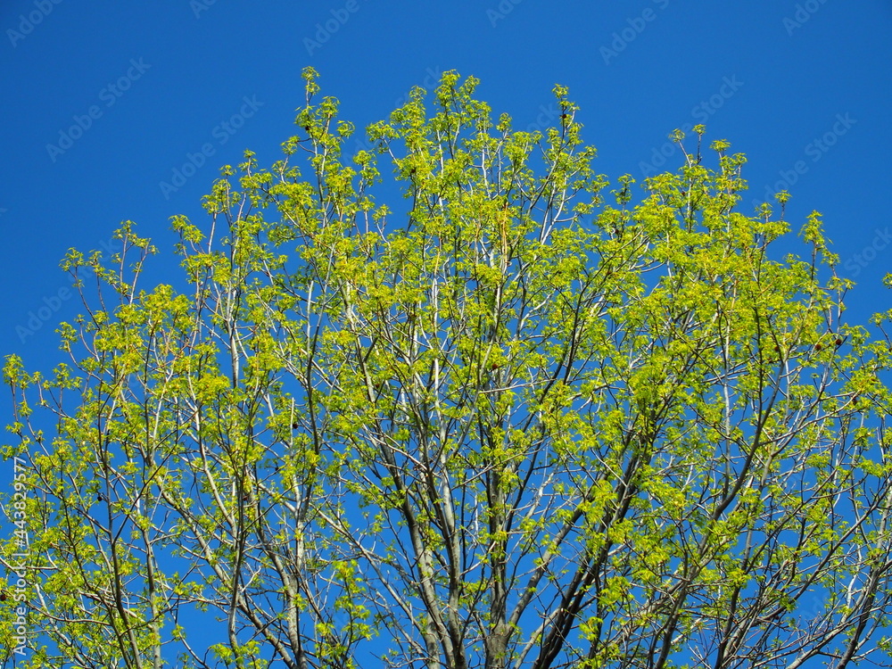 春の若葉のユリノキと青空 春の若葉のユリノキと青空