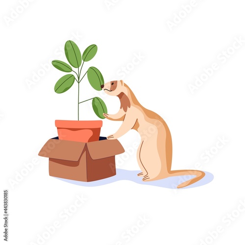 Cute ferret sniffing houseplant in box. Funny weasel with potted house plant. Adorable animal botanist. Flat cartoon vector illustration of sweet lovely mink isolated on white background.