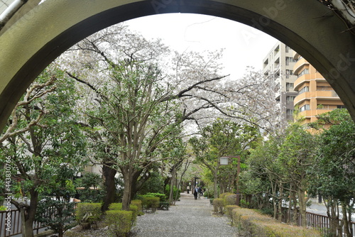桜満開