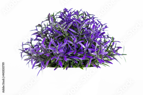 Small table plant isolated on a white background