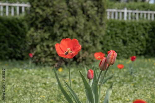 red tulips blooming on a green lawn, landscape design, spring tulip bloom, a blossoming flower and a few buds