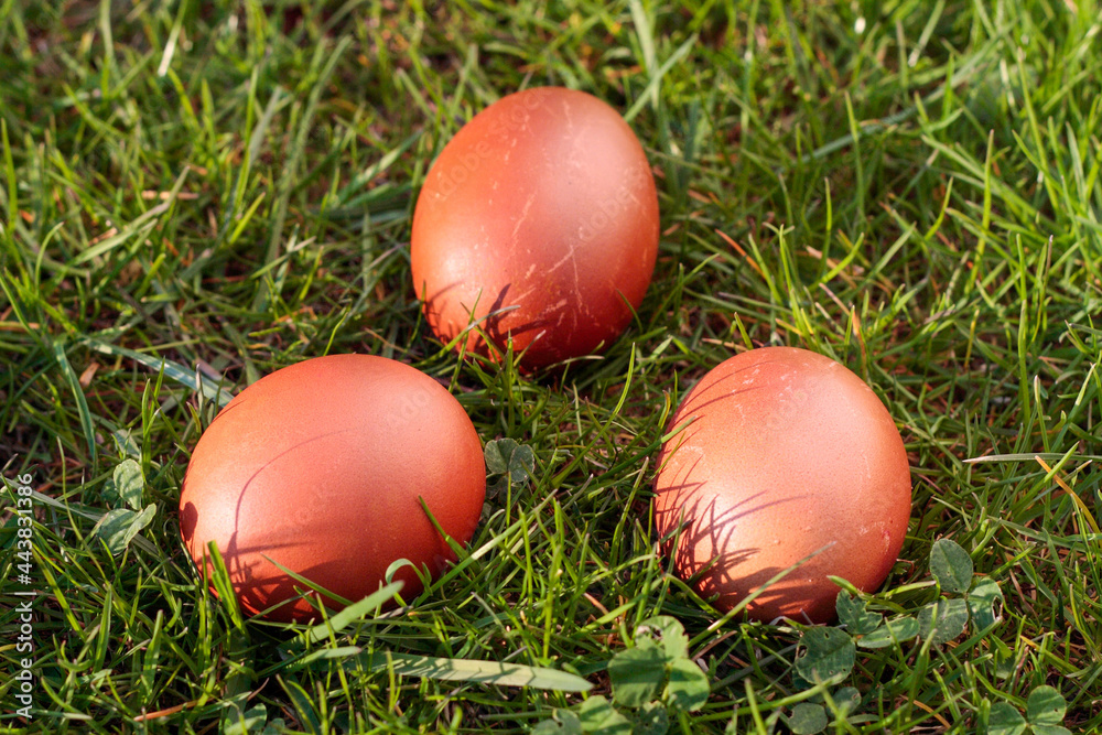 Easter eggs, three dyed chicken eggs in the grass