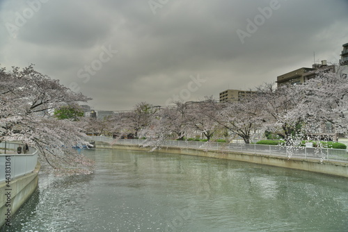 桜並木
