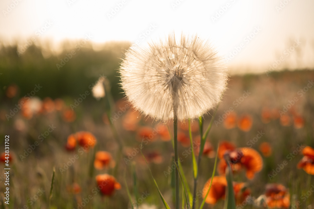 large dandelion in a field of poppies at sunset