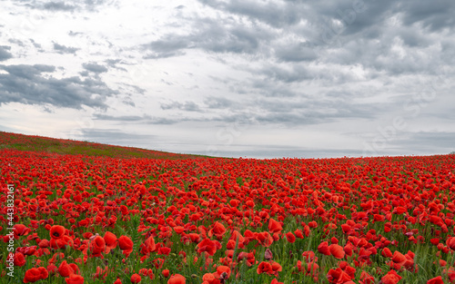 Beautiful field of red poppies in the sunset light.