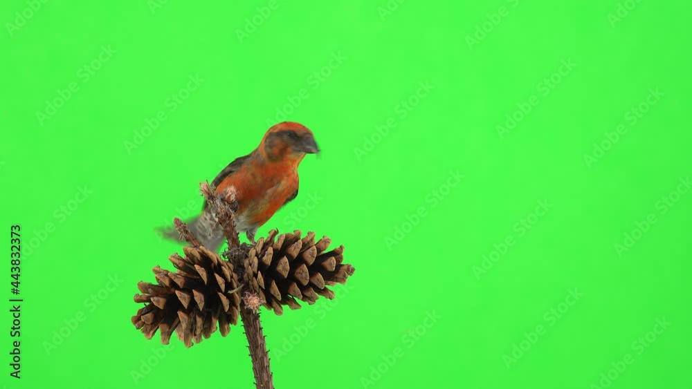 male red crossbill sit on a pine cone, pecks seeds on a green screen male red crossbill sit on a pine cone, pecks seeds on a green screen