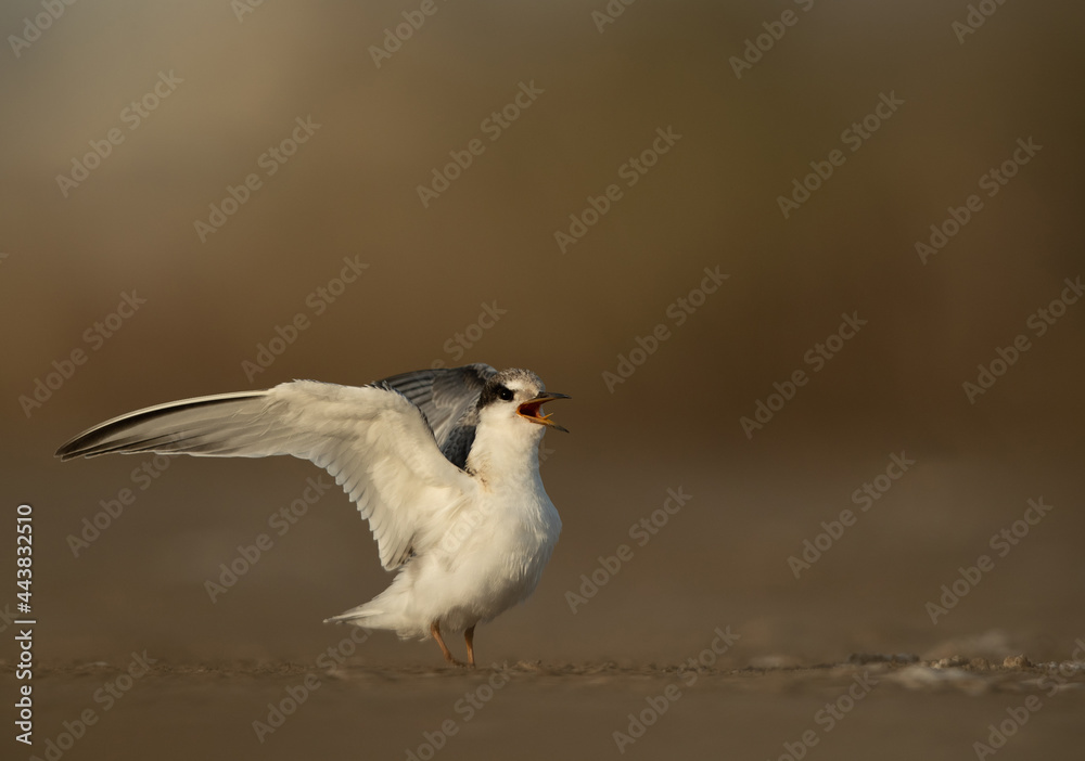 Fototapeta premium A juvenile Little Tern calling for food at Asker marsh, Bahrain