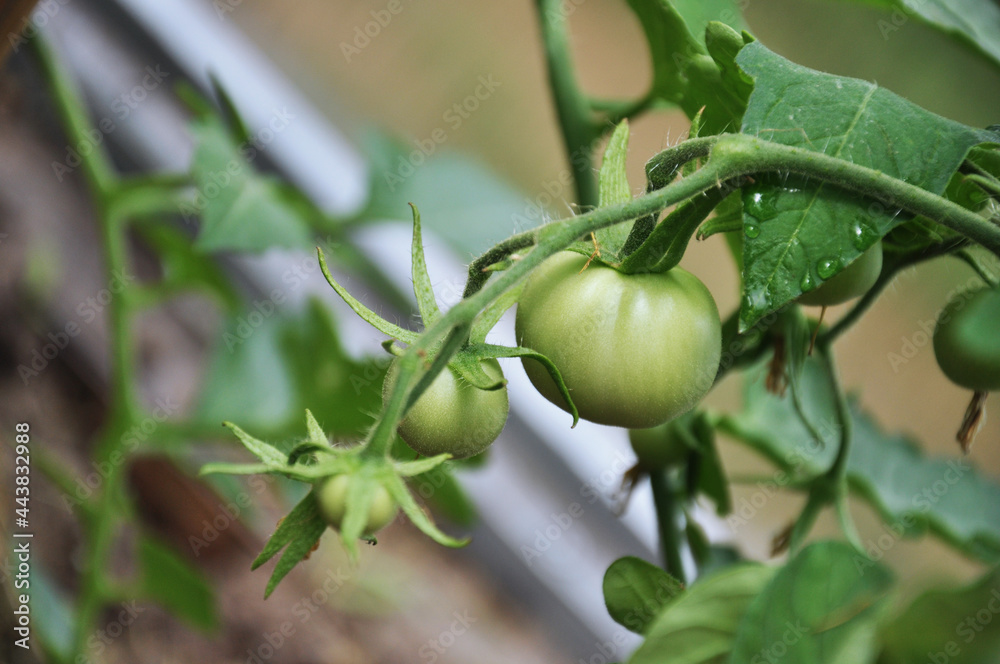 green tomatoes in greenhouse