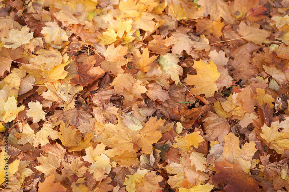 Maple autumn dry leaves background Lies on the ground