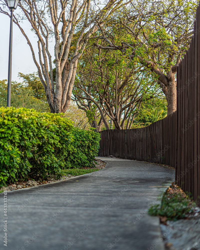 Trees and flowers in Miami, Florida