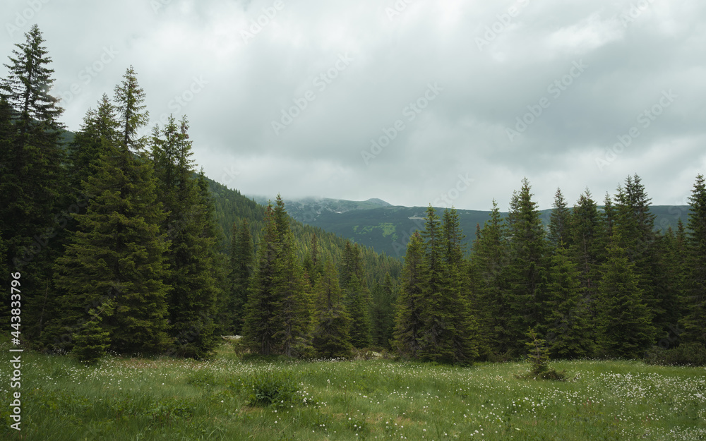 Coniferous forest in the Retezat mountains. Romania, Hunderoara. Coniferous forest in the Retezat mountains. Romania, Hunderoara.