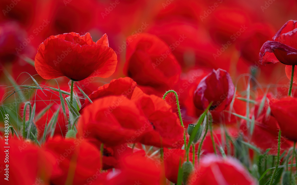 Naklejka premium Beautiful field of red poppies in the sunset light.
