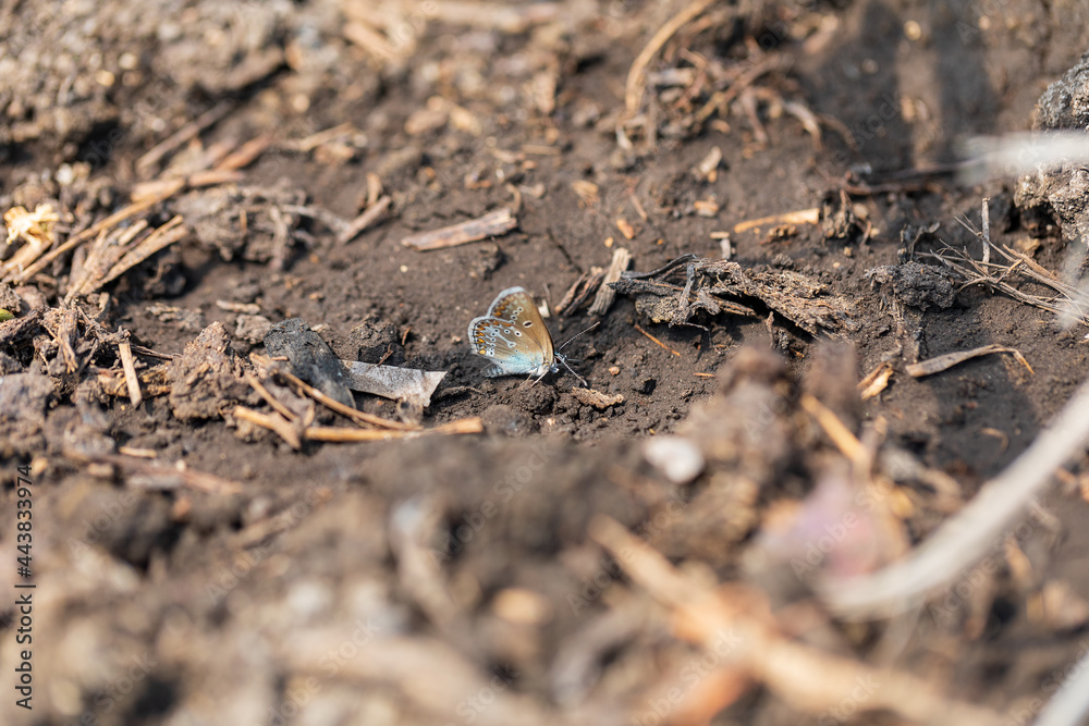 A brown and blue butterfly sits on the ground. Moth, insect. Wildlife. Selective focus.