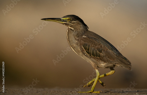 Portrait of a Striated Heron at Asker marsh, Bahrain