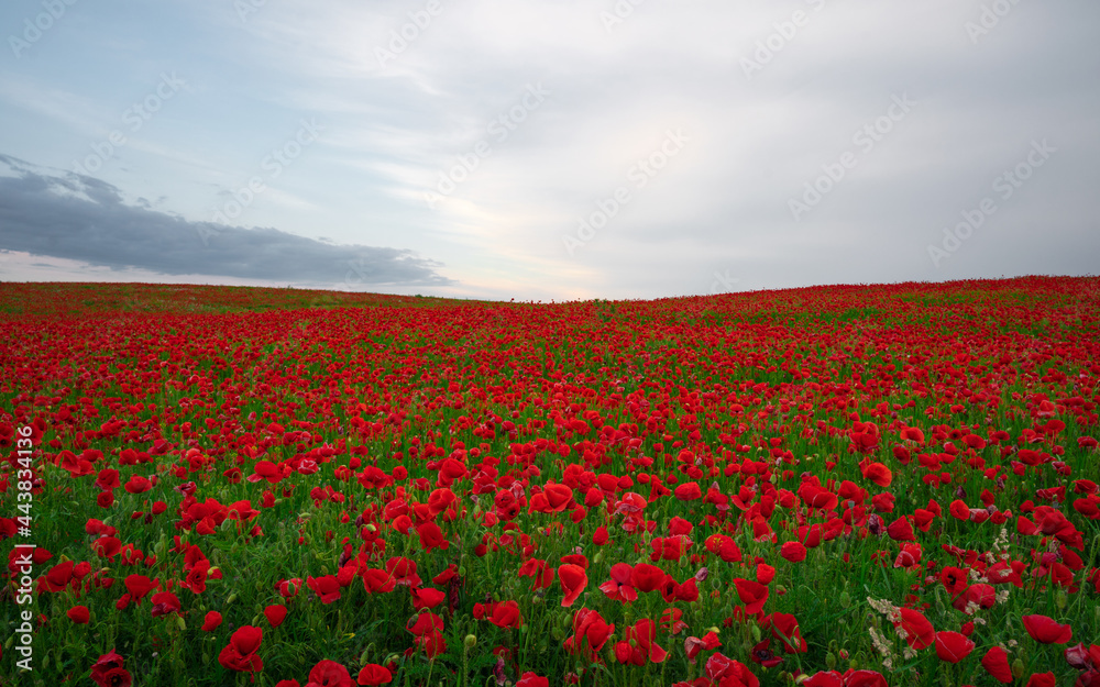 Obraz premium Beautiful field of red poppies in the sunset light.