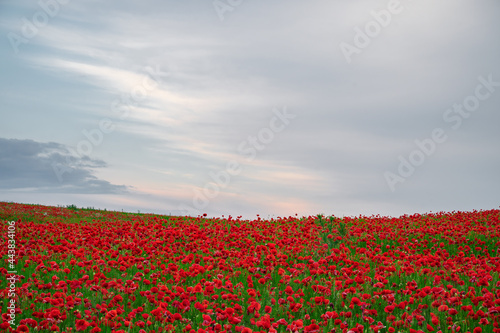 Beautiful field of red poppies in the sunset light.