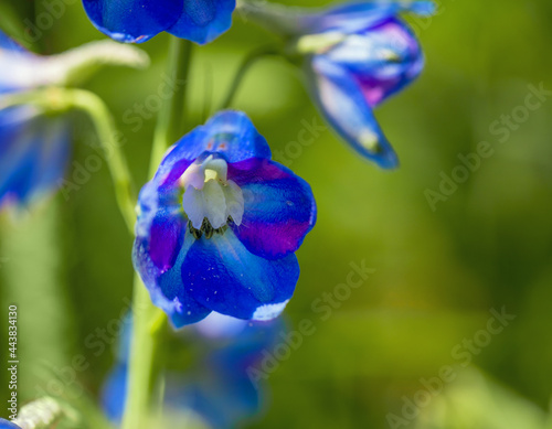 Blue flower on a green blurred background. Delphinium close-up. Summer concept. Macro. Selective focus.