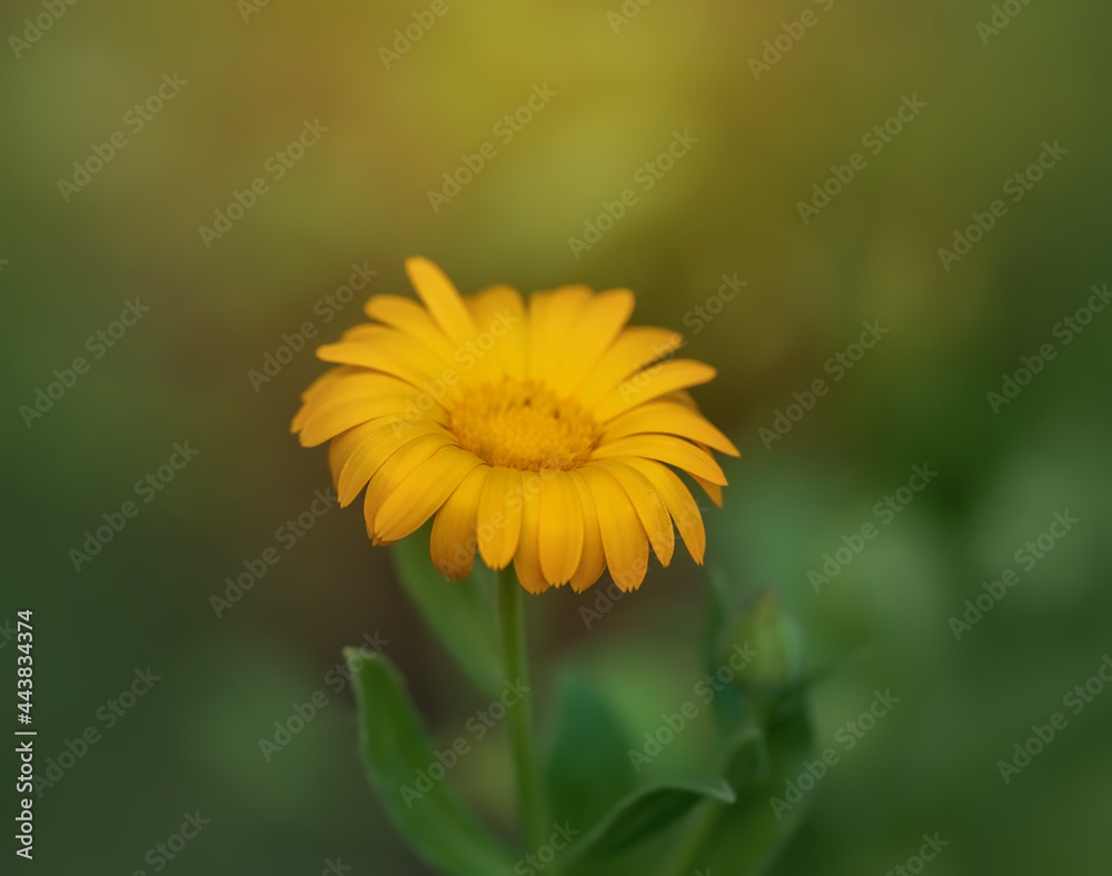 Orange flower on a green blurred background. Calendula. Summer concept. Macro. Selective focus. Orange flower on a green blurred background. Calendula. Summer concept. Macro. Selective focus.