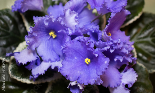 home plants, violets, blue, close-up. Flower trade, private business, losses, loss of customers, the transition to contactless delivery. Growing violets at home, gardening